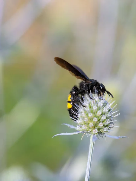 Mammutwespe megascolia maculata, auf Eryngium-Pflanze. — Stockfoto