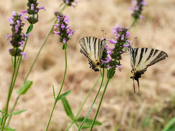 Primer plano de mariposas de cola de golondrina escasas rayas amarillas y negras. Iphiclides podalirius . — Foto de Stock