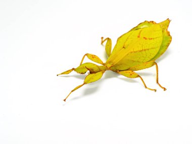Phyllium philippinicum, aka Leaf Insect is an insect in the order of stick insects, phasmida, that looks like a leaf and can be kept as a pet. clipart
