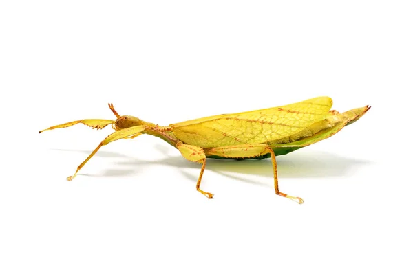 Phyllium philippinicum, aka blad insekt is een insect in de volgorde van stick insecten, phasmida, die ziet eruit als een blad en kan worden gehouden als huisdier. — Stockfoto