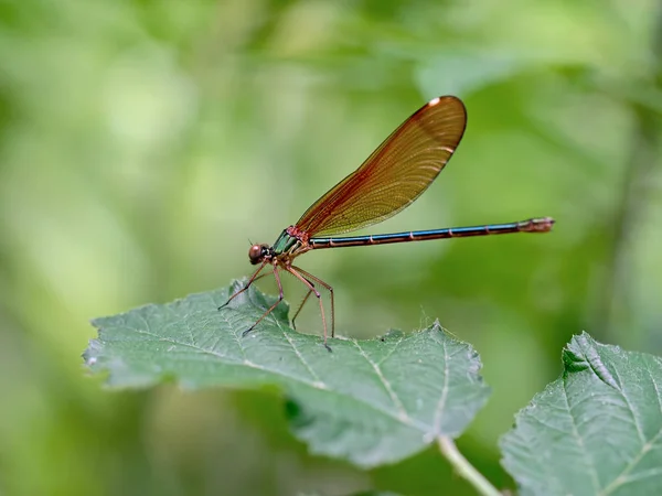 Güzel telli, Calopteryx Başak, Calopterygidae ailesine ait bir Avrupa kızböcekleri var. Erkek yaprak üzerinde. — Stok fotoğraf