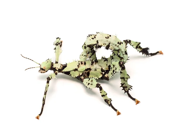 Giant Prickly Stick Insect , Extatosoma tiaratum, from Australia. A popular pet. Here lichen color morph. Female on white. — Stock Photo, Image
