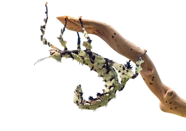 Giant Prickly Stick Insect, Extatosoma tiaratum, da Austrália. Um animal de estimação popular. Aqui líquen cor morph. Feminino em branco . — Fotografia de Stock