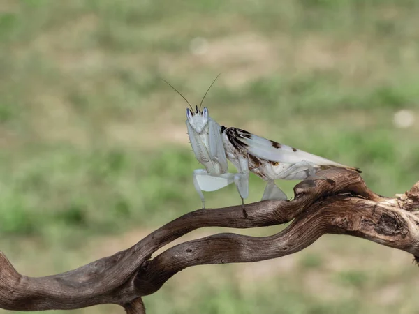Hymenopus coronatus, aka H. bicornis, is a mantis from Southeast Asia. Common names include walking flower mantis and orchid mantis. Female on twig outdoors. — Stock Photo, Image