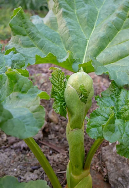 Rhubarb plant going to seed in vegetable garden allotment. — Stock Photo, Image