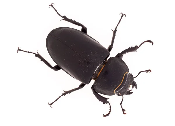 Lesser Stag Beetle, Dorcus parallelipipedus on white background — Stock Photo, Image
