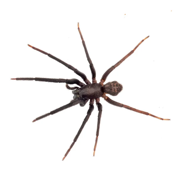 Mycket mörk och hårig spindel isolerade på vitt. Segestria florentina. Källaren spindel. — Stockfoto