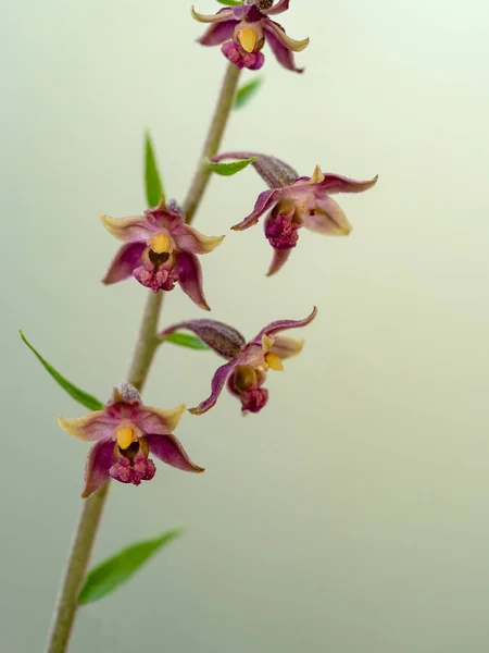 Orquídea selvagem helleborina vermelha, Epipactis atrorubens. Fotografado in situ em fundo plano . — Fotografia de Stock