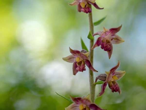 Orquídea selvagem helleborina vermelha, Epipactis atrorubens — Fotografia de Stock
