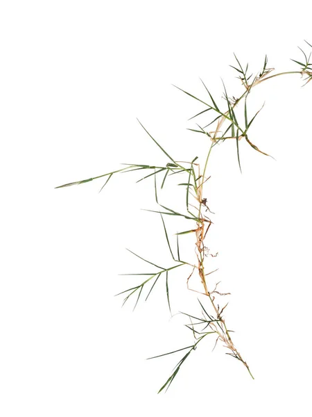 Couch aka twitch grass Elymus repens. invasive weed hated by gardeners. Isolated on white. — Stock Photo, Image