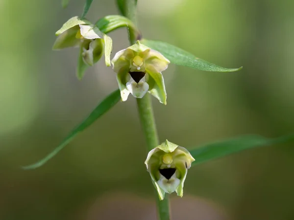 Epipactis helleborine, o helleborino de folhas largas, uma espécie terrestre de orquídea selvagem. Detalhe de perto . — Fotografia de Stock