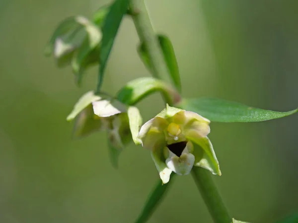 Epipactis helleborine, o helleborino de folhas largas, uma espécie terrestre de orquídea selvagem. Detalhe de perto . — Fotografia de Stock