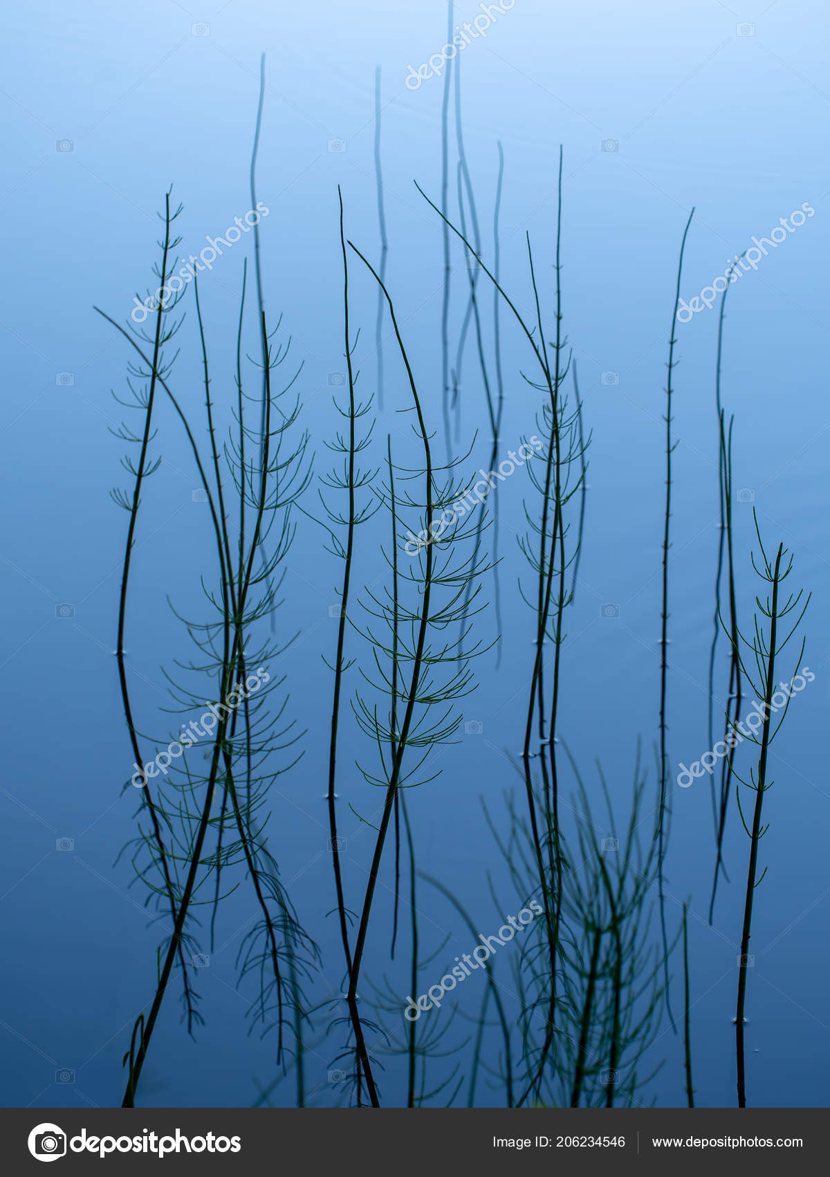 Fondo abstracto naturalista. Equisetum creciendo en el agua de la