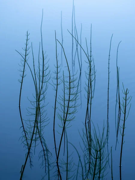 Naturalistisch abstrakten Hintergrund. Ausrüstungsgegenstände, die im Seewasser wachsen. Sie ist die einzige lebende Gattung der equisetaceae, einer Familie von Gefäßpflanzen, die sich durch Sporen statt durch Samen vermehren.. Stockbild