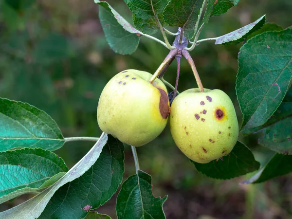 Apple 果樹におけるコドリンガ害虫被害。▲. — ストック写真