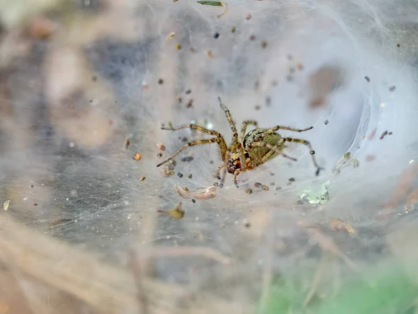Allagelena gracilens aka tölcsér weaver pók, a web. Olaszország. — Stock Fotó