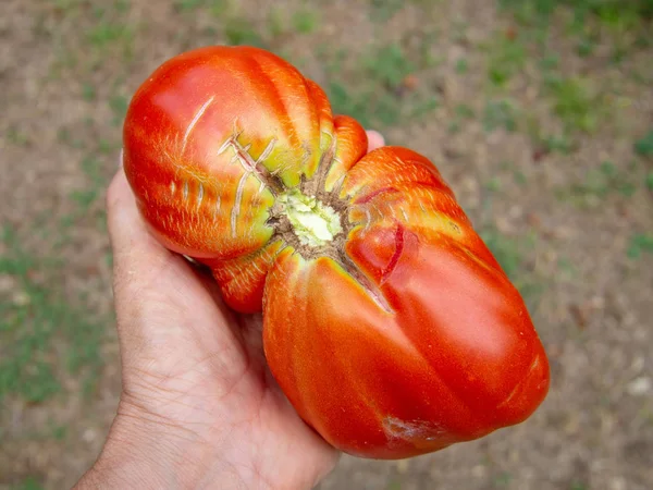 Mão com tomate fresco grande colhido, produtos caseiros, orgânicos. Não perfeito, mas delicioso — Fotografia de Stock