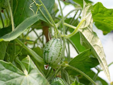Melothria scabra aka mouse melon, cucamelon plant with fruit of tiny cucumbers that look like melons. clipart