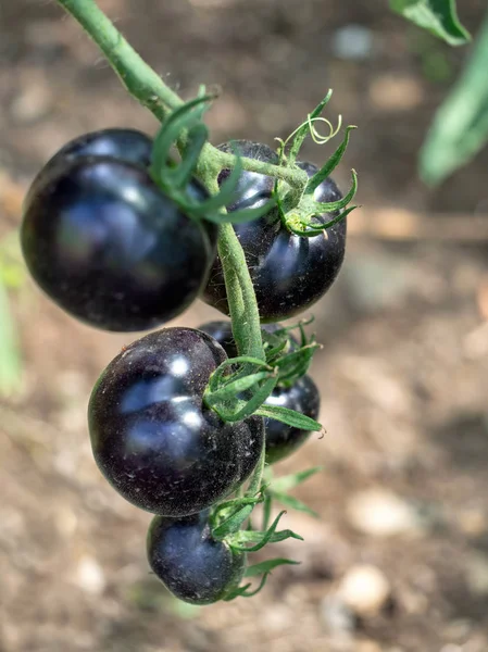 Detalhe de plantas de tomate preto, no jardim. Completamente orgânico, condição natural. Foco diferencial . — Fotografia de Stock