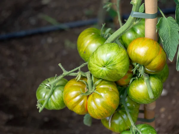 Listrado laranja vermelho e verde planta de tomate orgânico. Genuíno orgânico, jardinagem em casa . — Fotografia de Stock