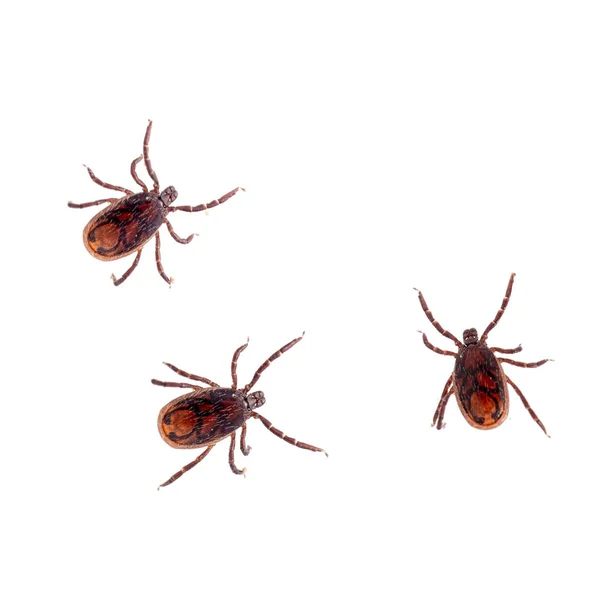 The brown dog tick, Rhipicephalus sanguineus isolated on white background. Dog risk for many conditions including babesiosis, ehrlichiosis, rickettsiosis, and hepatozoonosis. — Stock Photo, Image