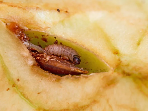 Apfelwickelmückenlarve, Cydia pomonella, Larve. Raupe, die glücklich in meinem Apfel frisst. Makro dieses Schädlings. — Stockfoto