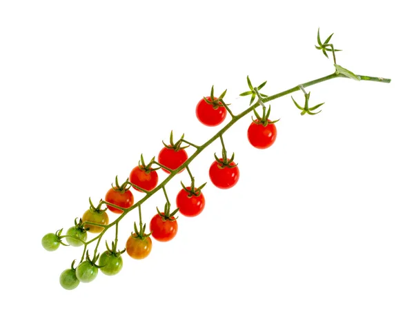 Agrupamento de pequenos tomates vermelhos na vinha, Solanum pimpinellifolium. Isolado em branco . — Fotografia de Stock