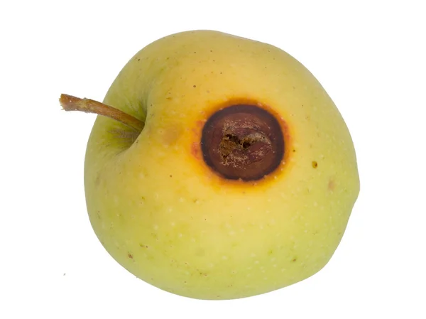 Fruitmot pest schade op apple, geïsoleerd op wit. Cydia pomonella grub, larve, caterpillar. — Stockfoto