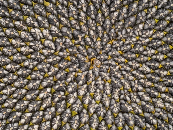 Detalhe da cabeça de semente de girassol, padrão Fibonacci . — Fotografia de Stock