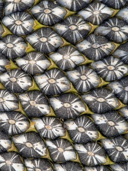 Макро-деталі насіння соняшнику у квітковій голові. Свіжий, ще волохатий . — стокове фото