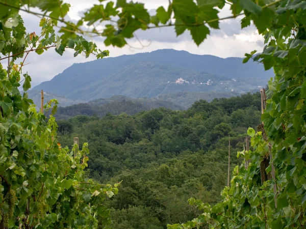 Lunigiana view, Italy seen through grapevines. Rural life. North Tuscany. — Stock Photo, Image