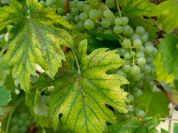 Sick grapevine plants. Chlorosis and rust. Agriculture problem.