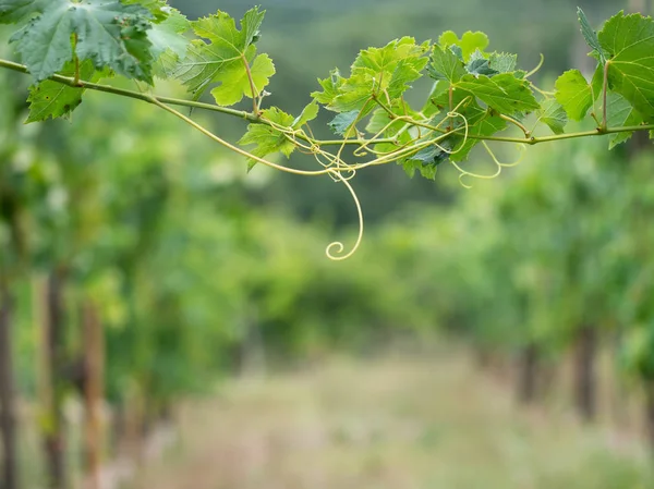 Rural Italy agricultural background, two grape vine tendrils meet across the path between them, Defocussed background. Lunigiana area. — Stock Photo, Image