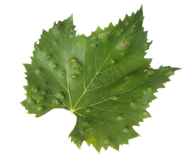 Isolated vine leaf showing galls, effect of Grape erineum mite. Vineyard problem. Top of leaf looks blistered. Colomerus vitis. — Stock Photo, Image