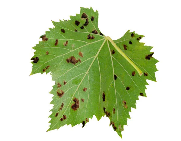 Single Isolated Vine Leaf Showing Galls Effect Grape Erineum Mite — Stock Photo, Image