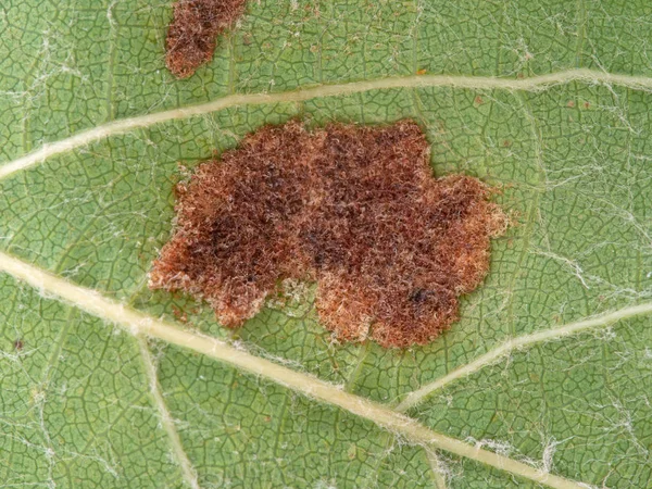 Macro detail of vine leaf showing gall underside, effect of Grape erineum mite. Vineyard problem. Top of leaf looks blistered, underside like rust. Colomerus vitis. — Stock Photo, Image