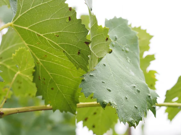 Grape erineum mite and their galls. Vineyard problem. Top of leaf look blistered, underside like rust. Colomerus vitis. — Stock Photo, Image
