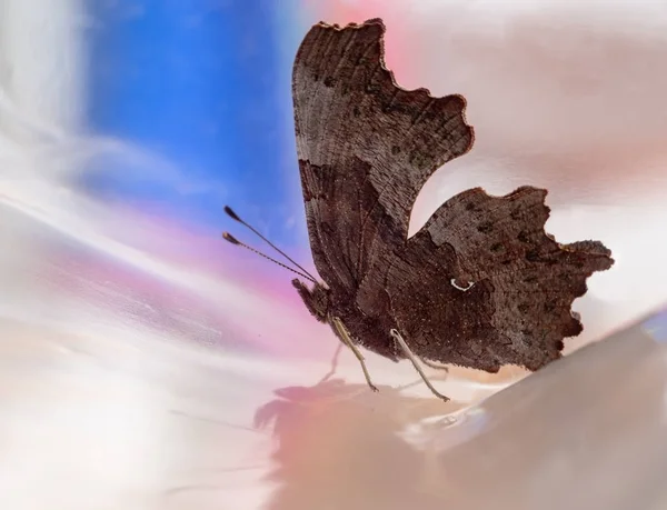 Borboleta vírgula, Polygonia c-album, perfil em saco de polietileno — Fotografia de Stock