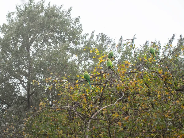 Rose Ringed Parakeets, Psittacula Krameri, in bush, London, UK. — Stock Photo, Image