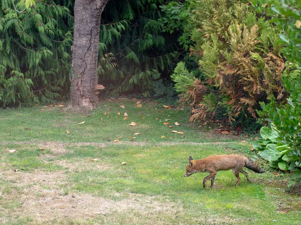Londres Reino Unido, raposa urbana, selvagem, passeando no jardim. Vulpes vulpes . — Fotografia de Stock