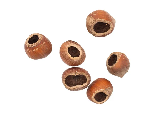 Nocciola comune, Corylus avellana, nocciole mangiate da topo di legno, topi. Isolato su bianco . — Foto Stock