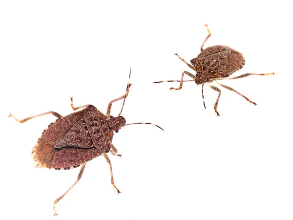 Brown marmorated stink bugs Halyomorpha halys, an invasive species from Asia. On white background. — Stock Photo, Image