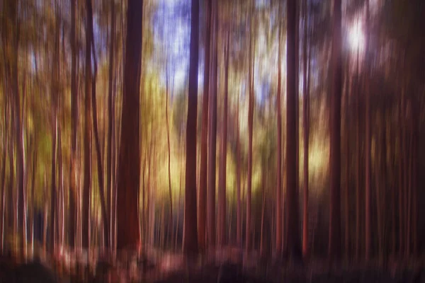Wazig bomen, hout, bos achtergrond. Prachtige natuur in de herfst, herfst. — Stockfoto