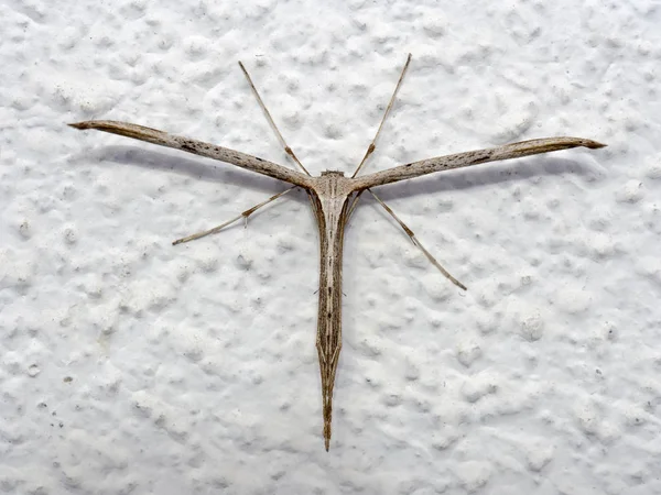 Polilla Plume Común, Emmelina monodactyla con alas enrolladas en la pared. AkaT-polilla o gloria de la mañana . — Foto de Stock