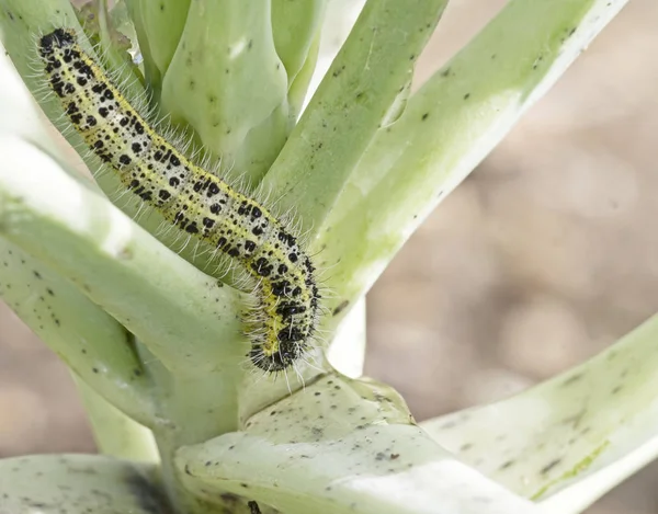 Caterpillar larva of the cabbage white butterfly Pieris brassicae, eating the leaves of a cabbage. — Stock Photo, Image