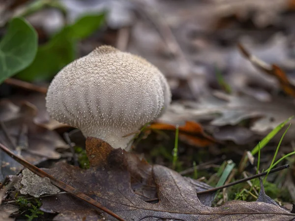 Young mushroom, Lycoperdon perlatum growing in the oak wood. — Stock Photo, Image