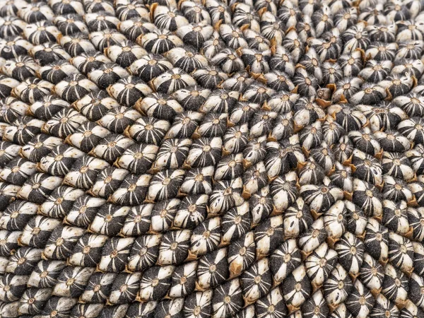 Sunflower seedhead closeup pattern detail, birdfood. — Stock Photo, Image