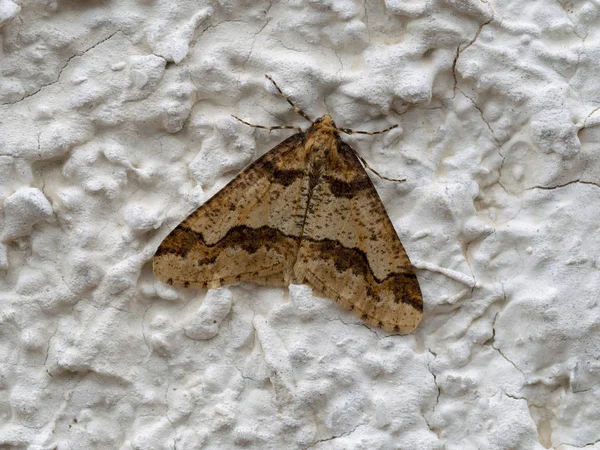 Mottled Umber Erannis defoliaria. late autumn moth. — Stock Photo, Image