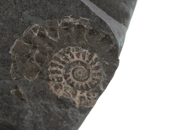 Gros plan de petit fossile préhistorique d'ammonite sur pierre. Trouvé sur la côte jurassique, près de Lyme Bay, Royaume-Uni. Archéologie, paléontologie détail, isolé sur blanc . — Photo