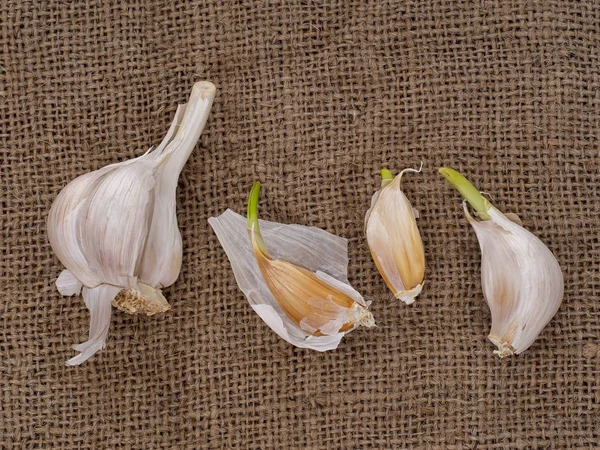 种植自己的大蒜, 在粗麻布背景下生长的丁香。园艺、园艺. — 图库照片